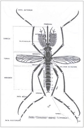 o aedes na forma adulta