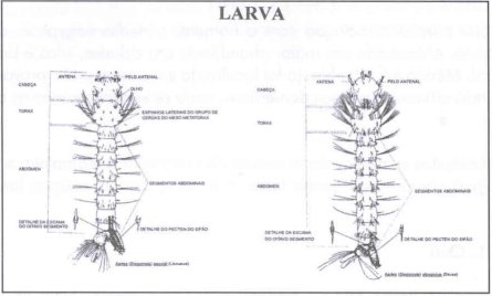 a larva do aedes aegypti