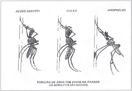 a posição do macho na parede