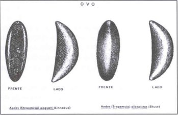 o ovo do aedes aegypti