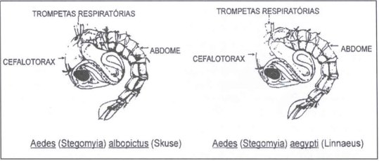 a pupa do aedes aegypti