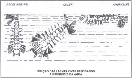 posição das larvas respirando na superfície da água